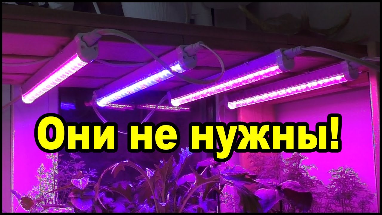 Фитолампы для рассады вам не нужны! - YouTube