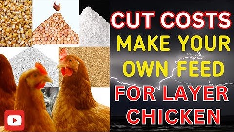 How to make cheap chicken feed for layer chickens from home using local ingredients.