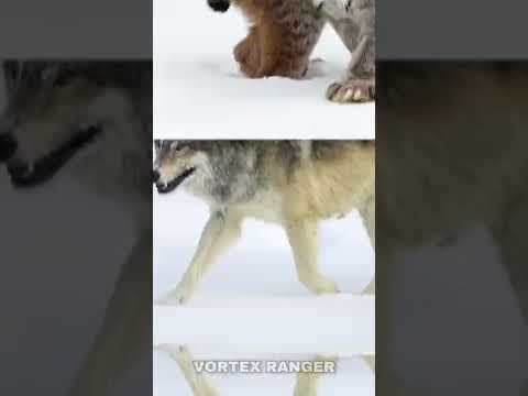 Video: Who is stronger - a wolf or a lynx? Interesting facts about lynxes and wolves