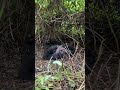 Pov. you walked six Hours in the thick Forest to meet the Gorillas and you found this