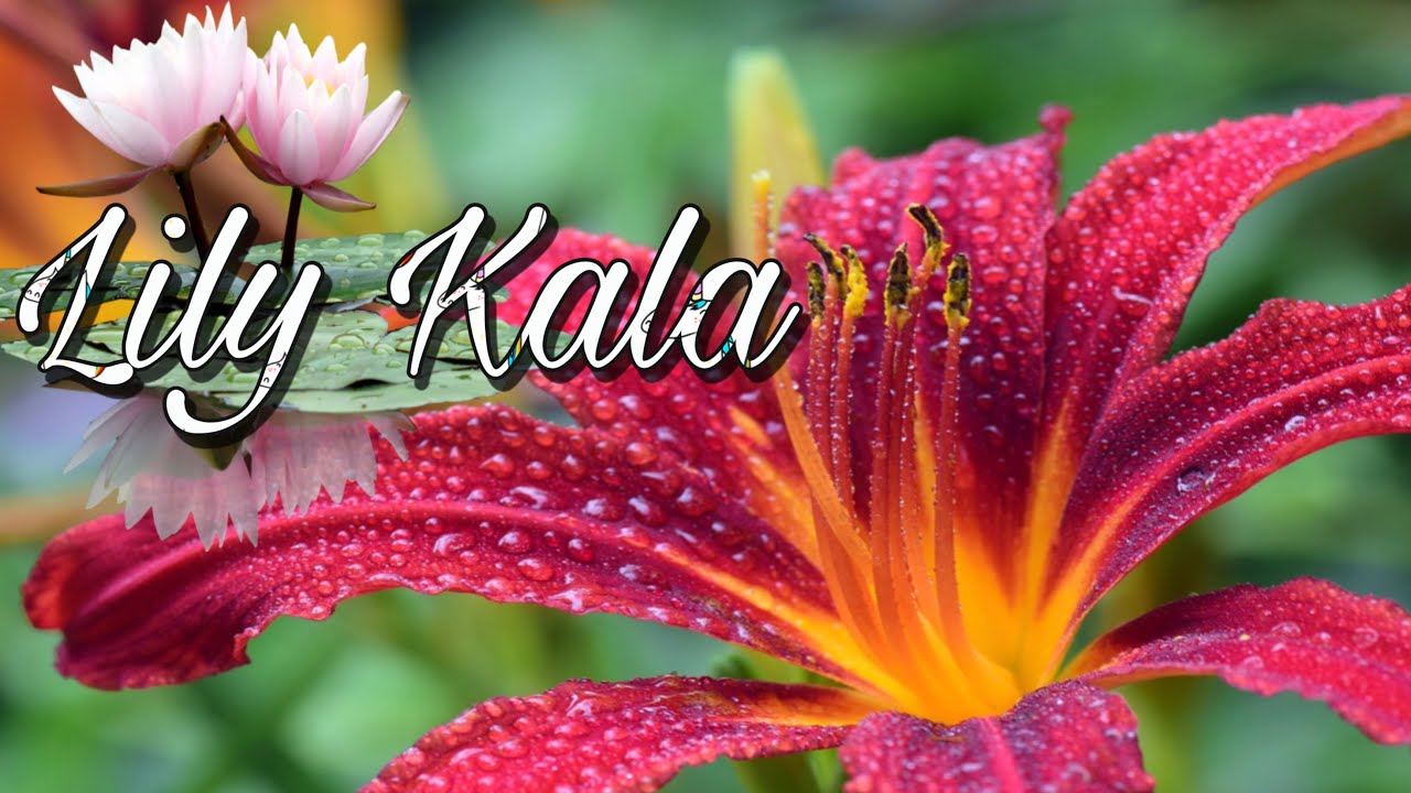 نبته الكالا .زهره الكالا كيفيه زراعه زنابق الكالا.- Everything about Lily Kala #عبير_حمدان