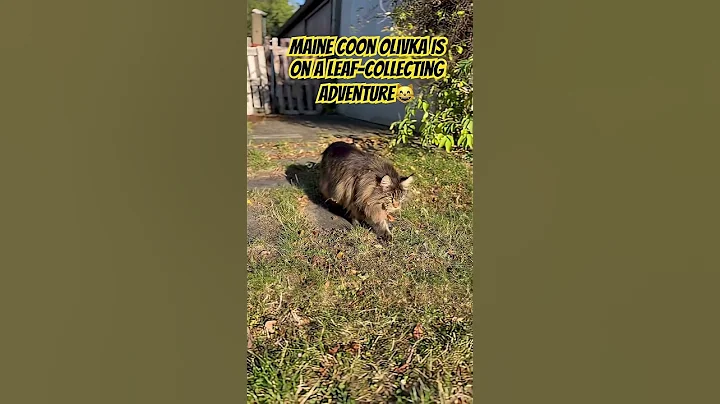 Video 11371201: mainecoon catlover, maine coon, collection