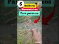 DICA DE SEMENTEIRAS PARA SEU COLEIRO CANTAR MAIS #passaros #birds #sementeira