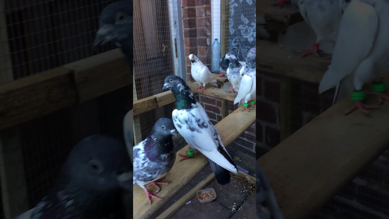 Pigeon for sale Birmingham YouTube