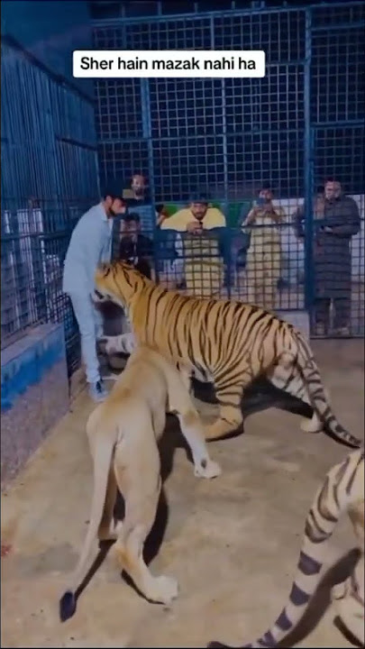 Lion &tiger attack on man in the cage😱😱🥲😳 #lion #animal