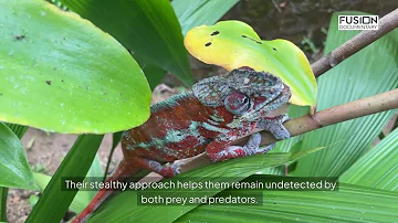 The Enigmatic World of Chameleons | Wildlife Documentary | Fusion Documentary