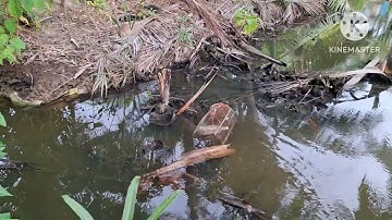 Đã 4 ngày chưa đổ lờ Cá sặc và cái kết