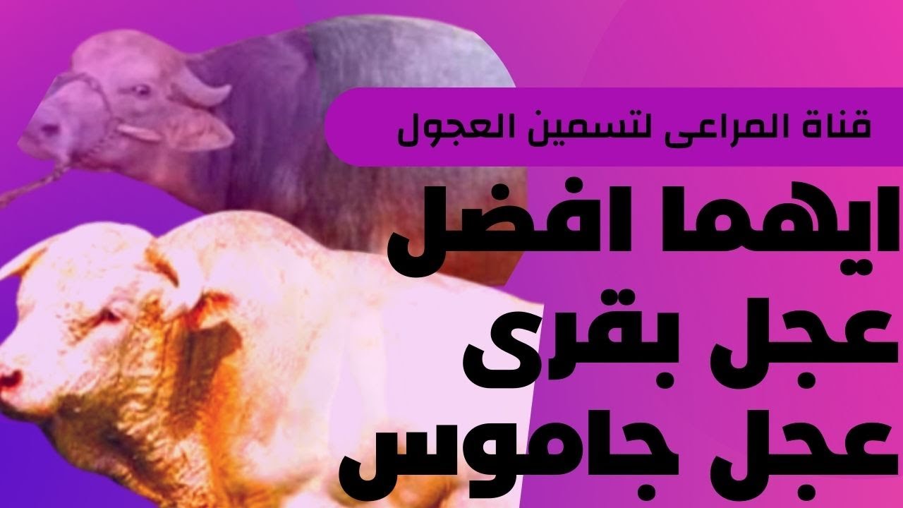 عجل بقرى ام جاموس؟؟ اختر بنفسك الافضل