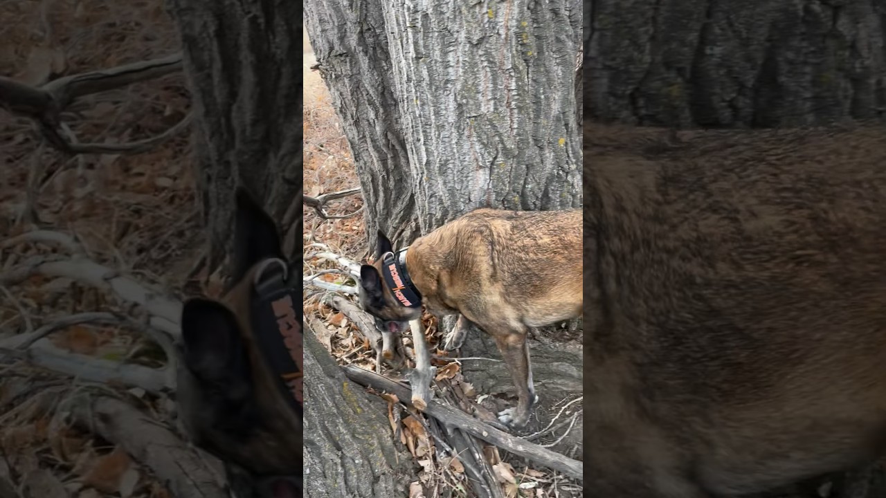 Human remains found with cadaver dog. K9 HRD