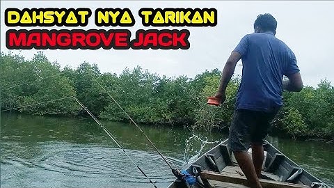 Ganas nya tarikan ikan MANGROVE JACK || joran sampai sujud di buat nya...