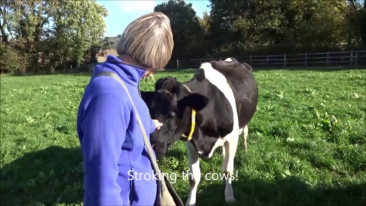 Yeo Valley Yogurt tour