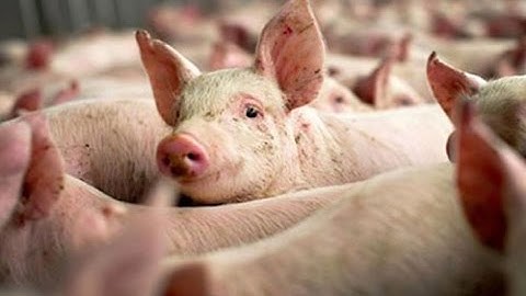 FBNC - Xuất khẩu heo sống sang Trung Quốc sắp tới sẽ gặp khó khăn
