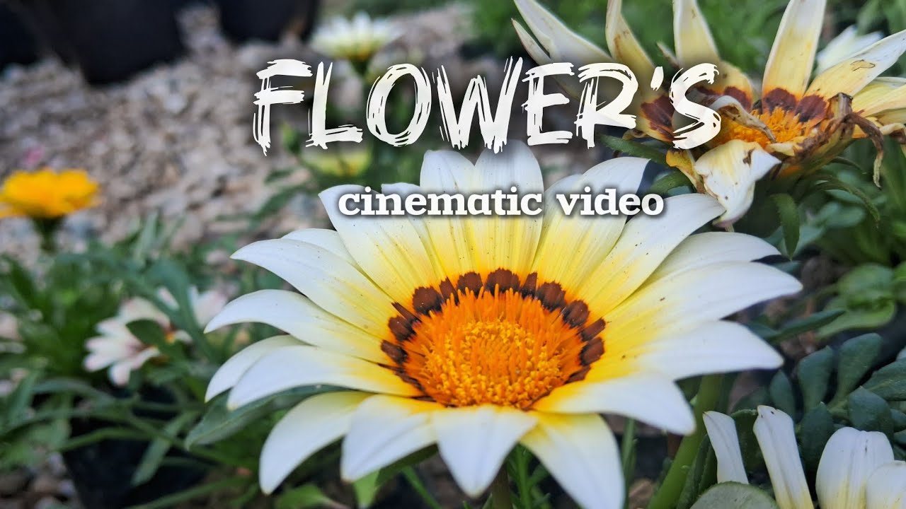 Flower's - cinematic video by(Explore with Rohit29)#flowers #cinematic #videography #explore #nature