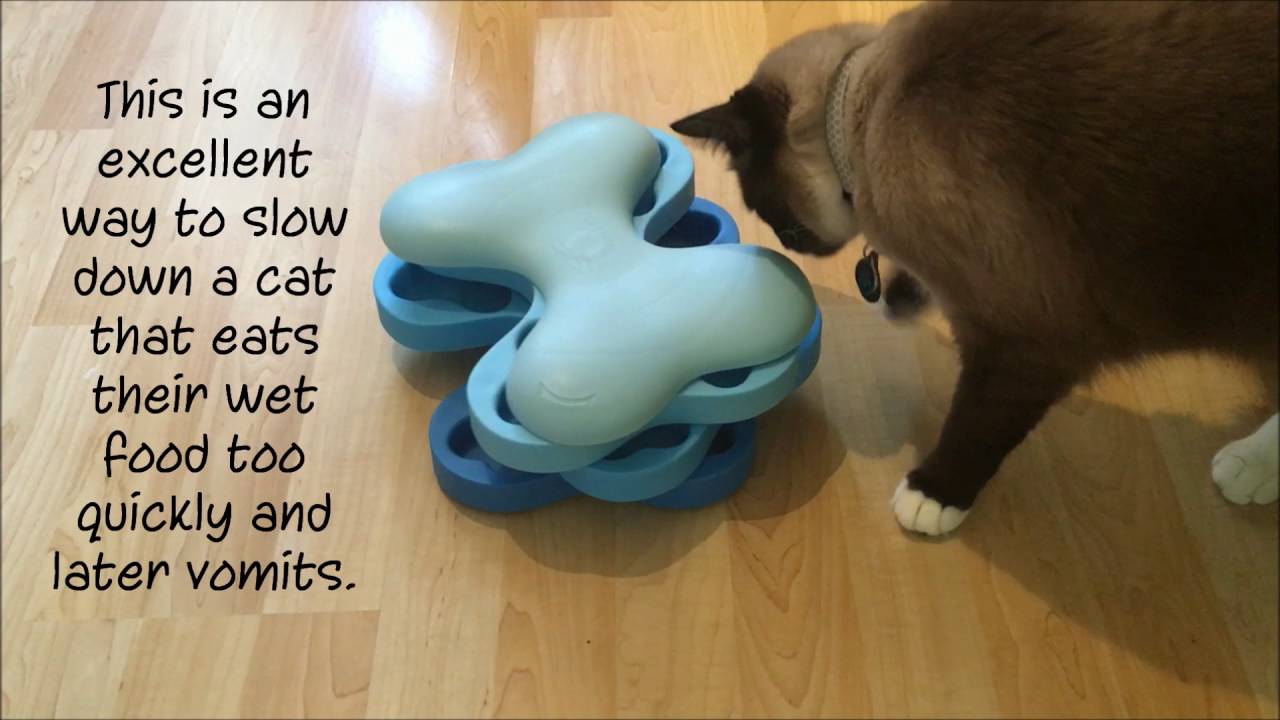 5 Cat Food Puzzle Games for Enrichment – Furtropolis