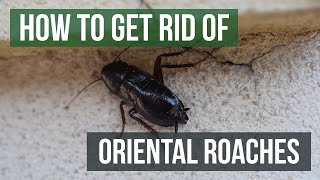 How to Get Rid of Oriental Cockroaches (Water Bug/Blackbeetle)