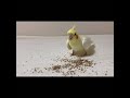 2秒でわかるオカメインコと文鳥の力関係【#Shorts】