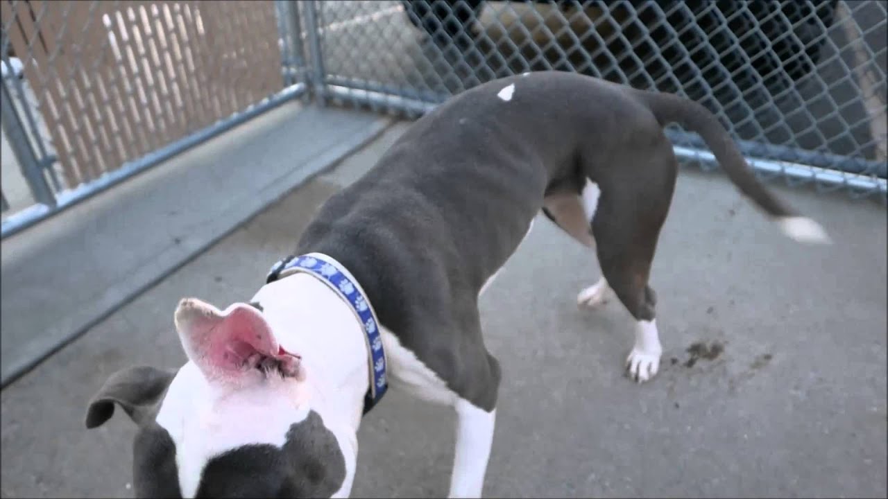 Frisbee - A1042205 - Brooklyn ACC camera iphone 8 plus apk