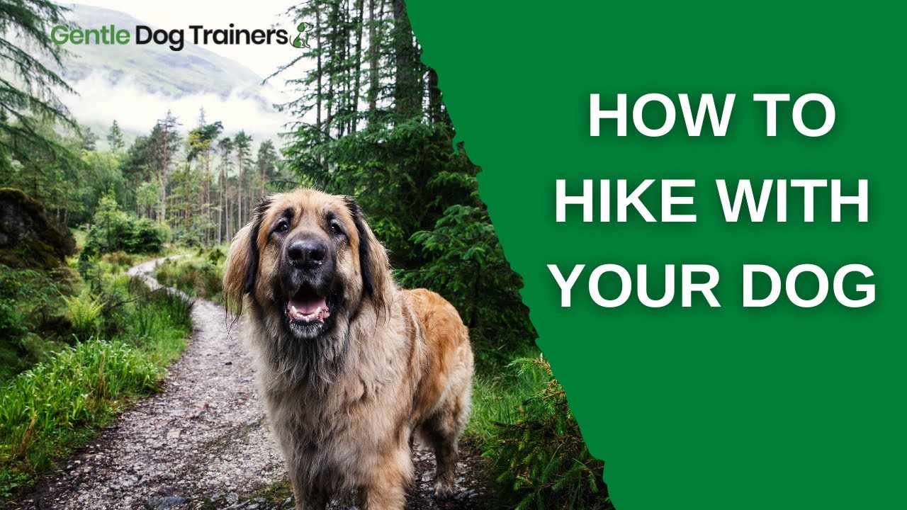 How To Train Your Dog For Hiking