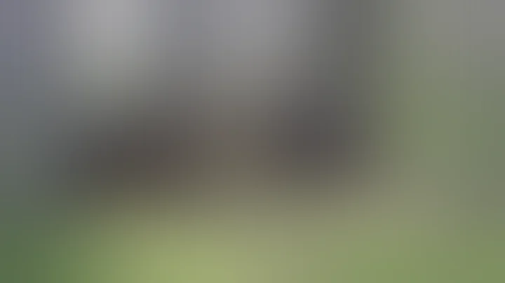 Ursos Pardos lutando na Floresta (Meu animal Favorito).