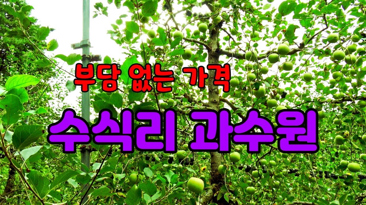 [매물번호96] 기반설비 설치된 부담없는 가격의 수식리 과수원 매매