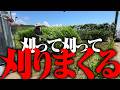 【ハンマーナイフモア大活躍】ソルゴー（ソルガム）を刈って緑肥にします