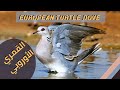 القمري الأوروبي European Turtle Dove 