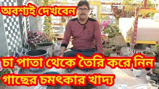 চা পাতা থেকে তৈরি করেন গাছের চমৎকার খাদ্য। SEN GARDEN