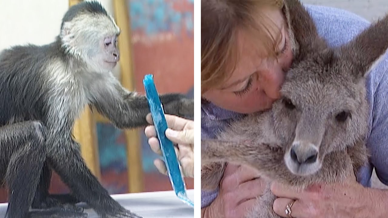 Visiting a Las Vegas Animal Sanctuary