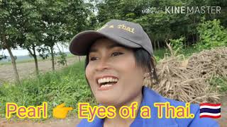 Harvesting Tapioca ,Cassava.
Today me and my family we are go to our Tapioca farm to take for sell, Its very hot and hard to harvesting Tapioca to get enough for sell in one day, 1 ton is only about 1.80 bath so we are to harvest a lot of tapioca to get enough for sell in one day some time we have to harvest 2 days and can take for sell just to get about 1000- 2000 bath.
Hi Everyone, Im Pearl, a happy Thai lady from Mukdahan in Isan (Esan, Isaan, Esaan), showing you the simple rural Thai village life with my family, making videos of real Thailand life. Please follow me!
If you would like to help my channel and would like to make a small donation to my PayPal https://www.paypal.me/SirintraPhosai
or my Patreon https://www.patreon.com/Eyes_of_a_Thai
You can also email me at: eyesofathai@gmail.com
Thank you for all your support guys you are so awesome. Dont forget to SUBSCRIBE and hit the BELL to get notifications of my new videos to be the first to see them, ka.
2 New videos out every week and please join me on my LIVE STREAMS every Saturday at 10pm. Thailand time. See you there! Thank you. Harvesting Tapioca ,Cassava.