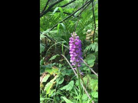 Video: Piperia Bitki Bilgisi - Rein Orkide Nedir ve Rein Orkide Nerede Büyür