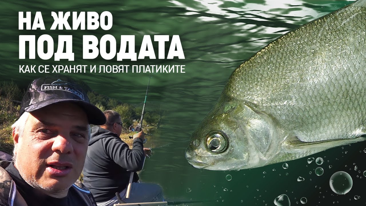 Рено мин воды
