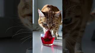 Cute Cat Nibbles A Gl Strawberry