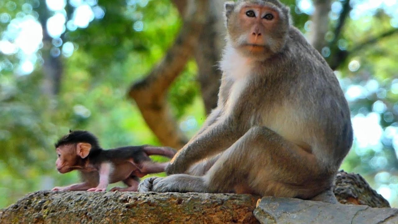 Amazing video clip! Beautiful mom protected her lovely baby, keep close close side, | MSSRMedia