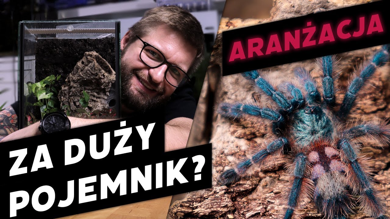 #31 Aranżacja terrarium dla Caribena versicolor | czy pojemnik może być za duży?