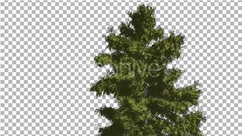 Alaska Cedar Tree is Swaying at The Wind | Motion Graphics - Envato elements