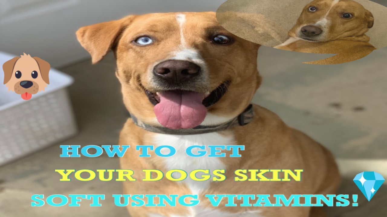 How To IMPROVE Your DOGS Skin, Coat, and Health YouTube