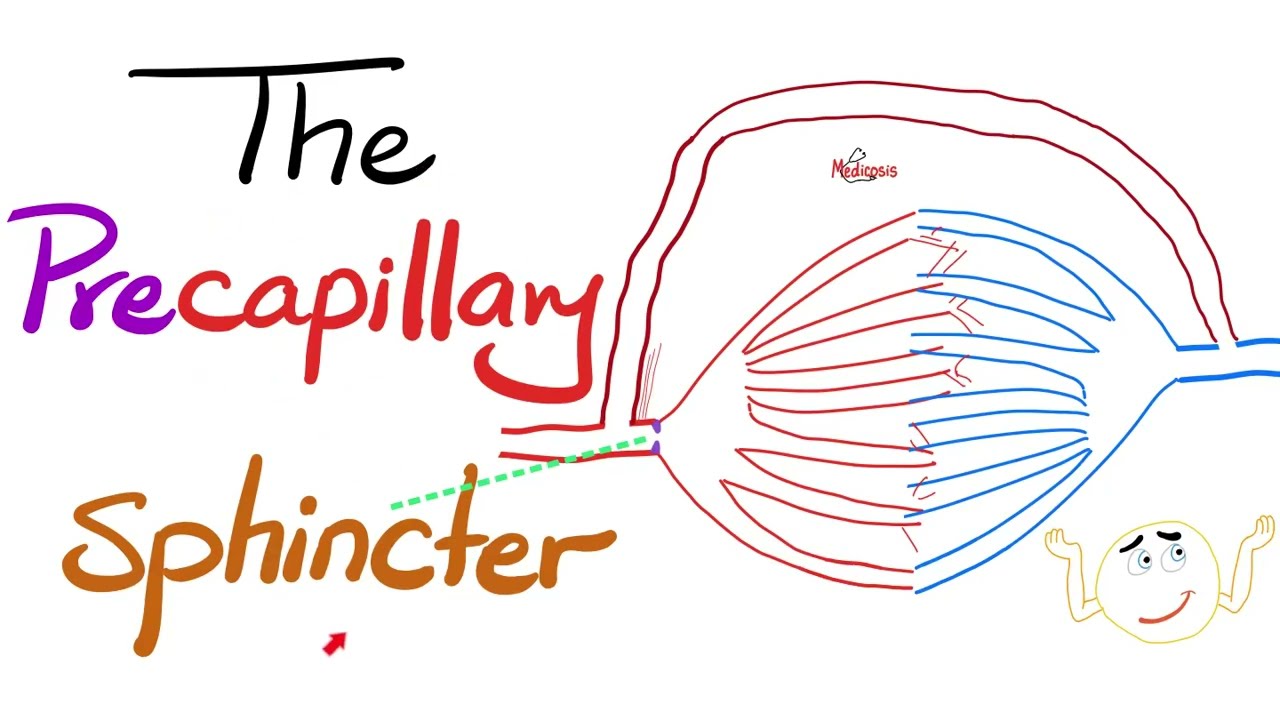 The Precapillary Sphincter. The Metarteriole & The Thoroughfare