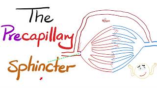 The Pre-Capillary Sphincter. The Metarteriole The Thoroughfare Channel Histology