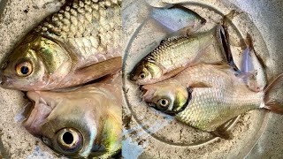How do this fish breathing without water.