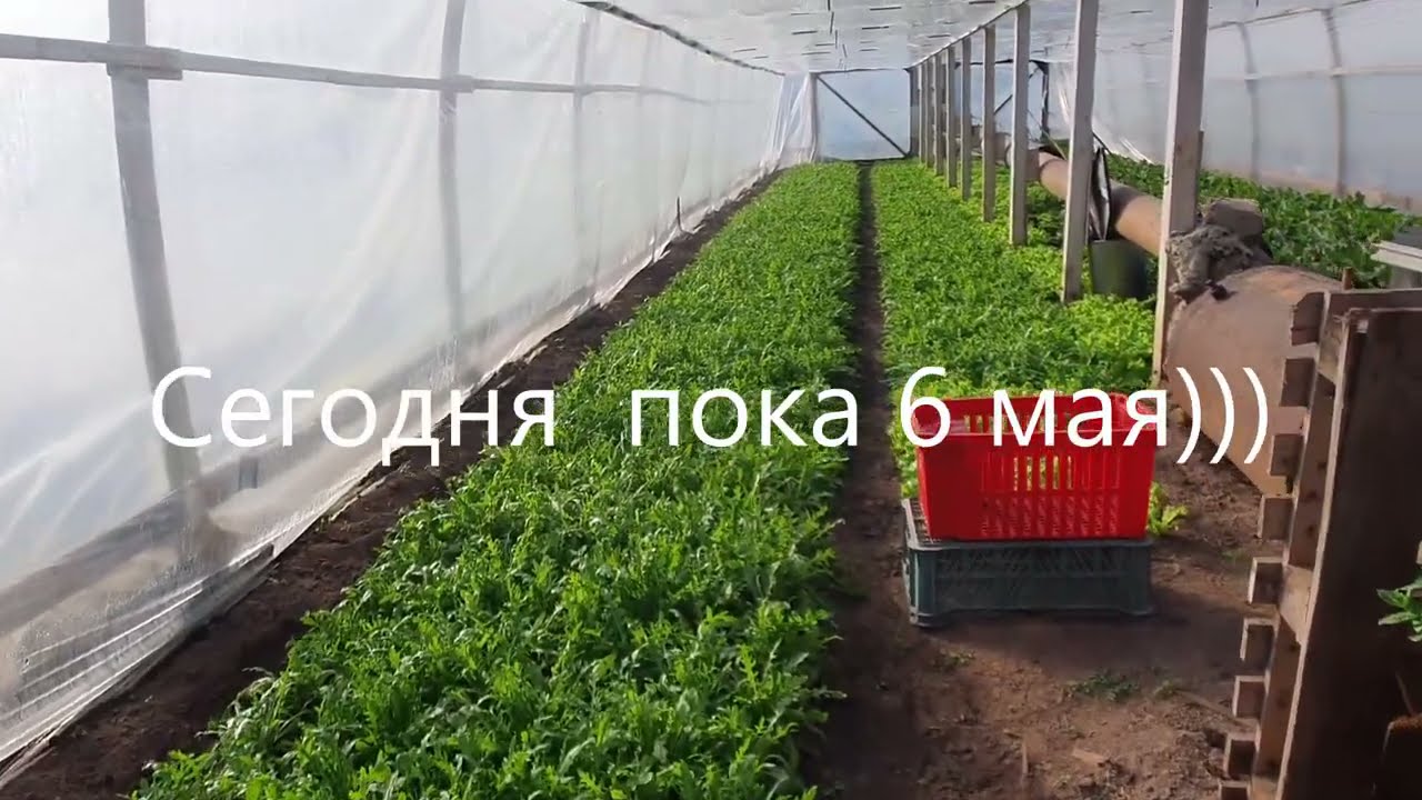 Ранняя зелень через рассаду!! Свёкла , руккола, салат  уже собраны на рынок!