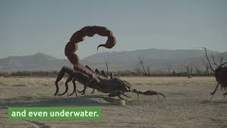 10 interesting facts about Scorpions