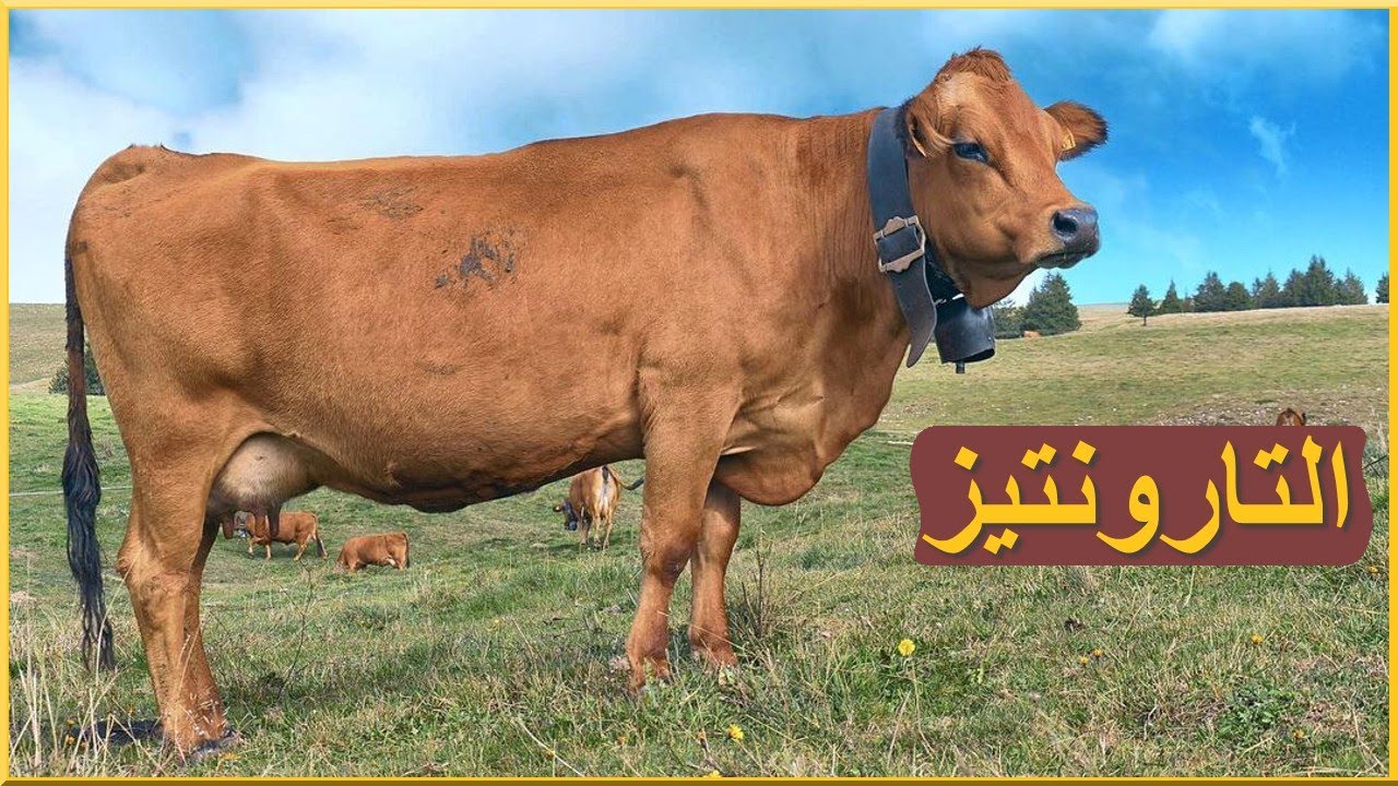 سلالة ابقار التارونتيز | مميزاتها وقدرتها الانتاجية