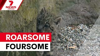 Download Lagu Snow leopard cubs steal the show at Melbourne Zoo | 7NEWS