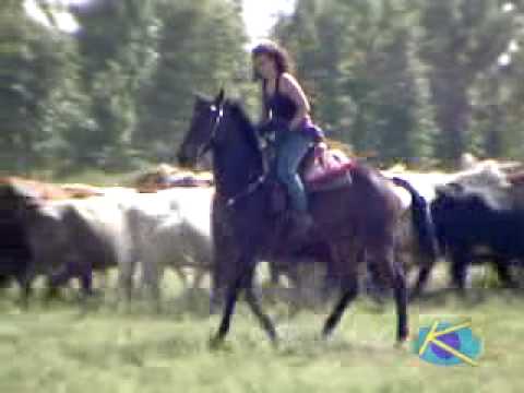 RIDE WITH THE STARS - Working with Cattle