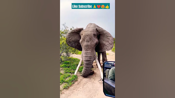Elephant Big Tusker Crushes Ground in Powerful 🧐😇 #elephant #shorts #cutthisvideo #cutfromvideo