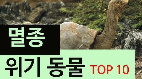 (랭킹박스) 세계 멸종위기동물 TOP 10