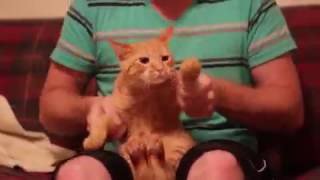 Dancing Cat | Dubstep | Skrillex Cinema