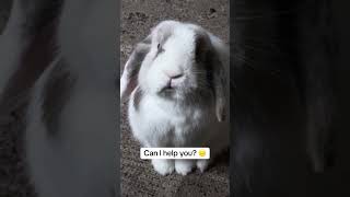 He’s just staring at me.. #bunny #cute #minilop