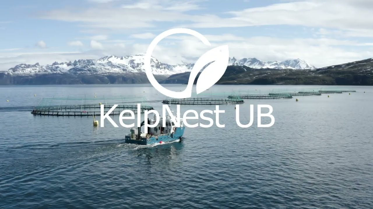 KelpNest UB NM - Frisk fisk for en bærekraftig oppdrettsnæring!