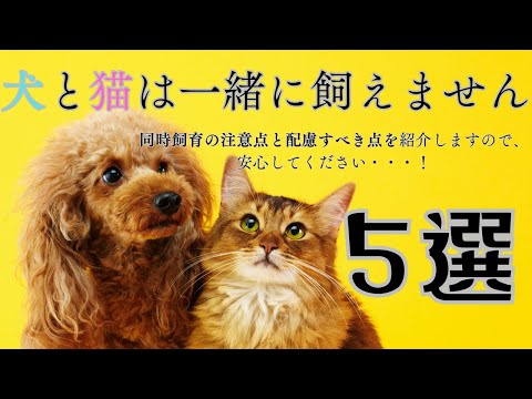 ルームメイトとペットの幸せな同居方法5選